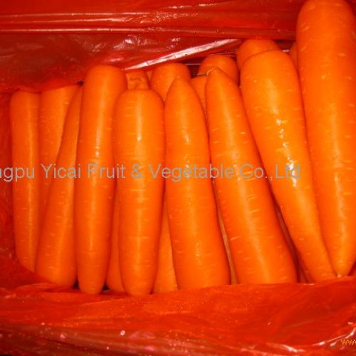 316 fresh carrot