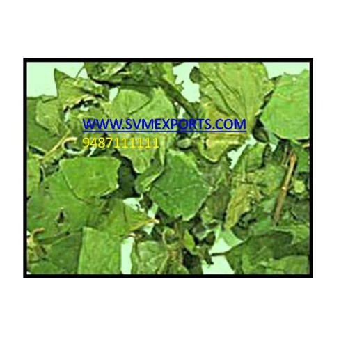 Pure gymnema sylvestre leaf