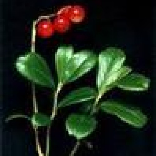 Lingonberry  extract