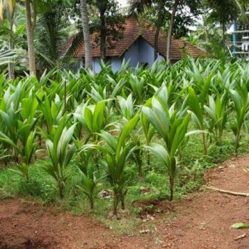 Young coconut plants
