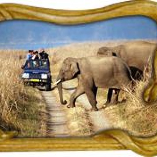 Wild life tour with rajasthan