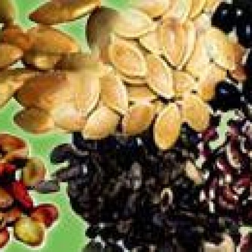 Malunggay seed for export