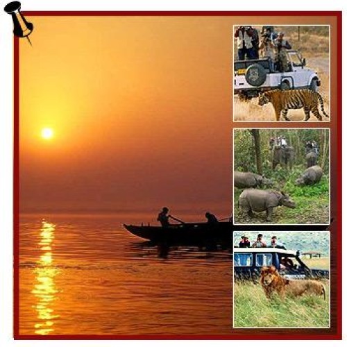 Jungle safari and sunrise special packages