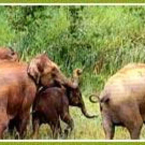 Kerala wildlife tour