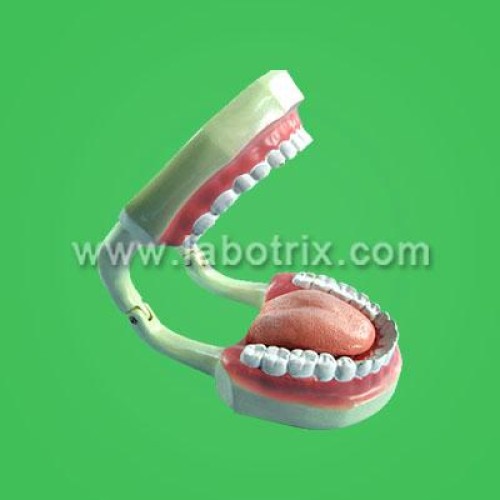 Tooth care model w/ brush, large