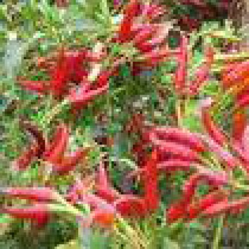 Capsaicine(sales6 at lgberry)
