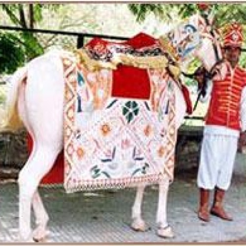 Wedding horse (ghori)