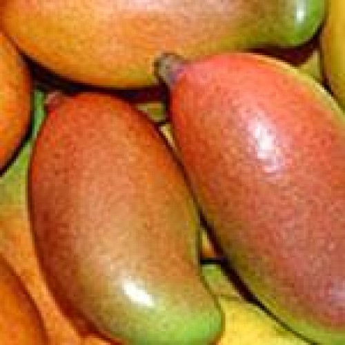 Totapuri mango pulp