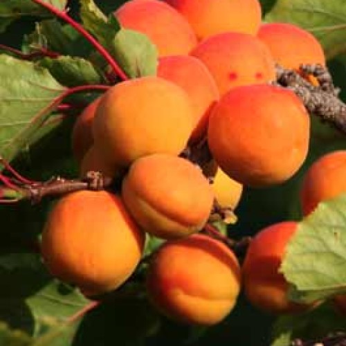 Apricot oil natural