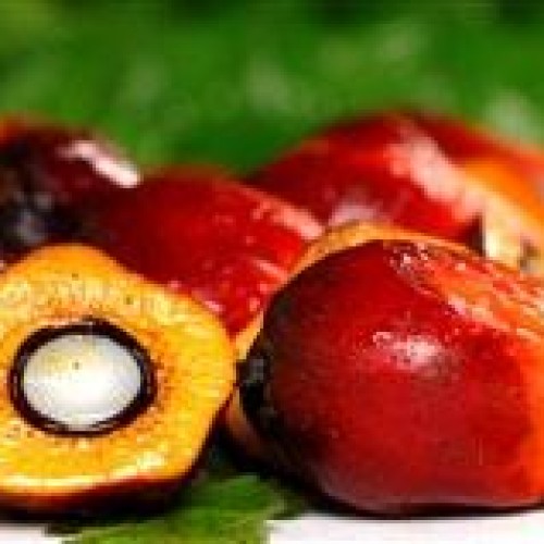 Quality crude palm oil for sale