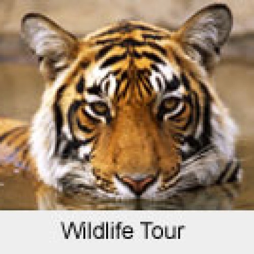 North india wildlife tour