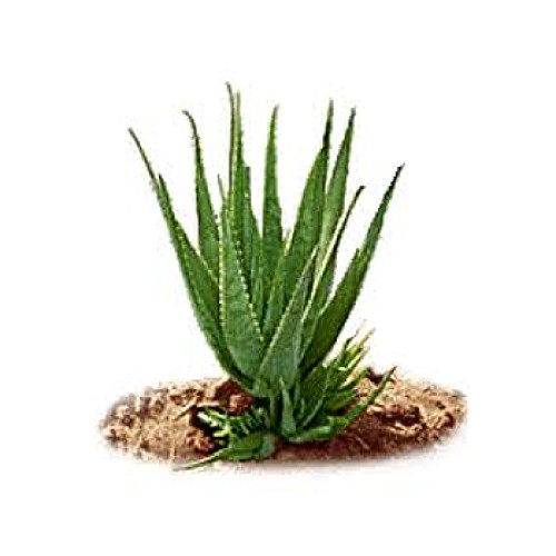 Aloe vera plant and plant seeds