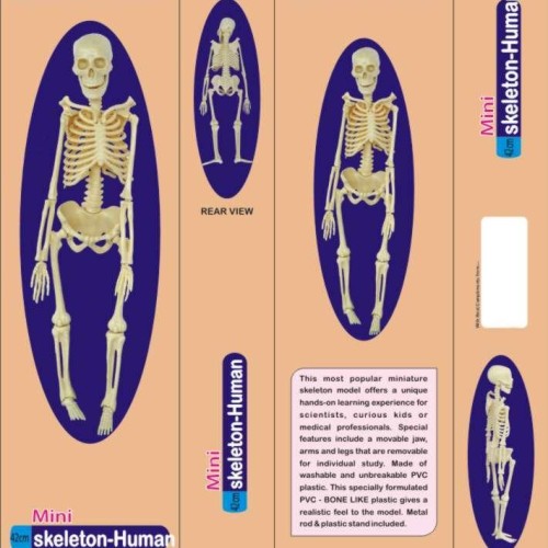 Mini skeleton model pvc