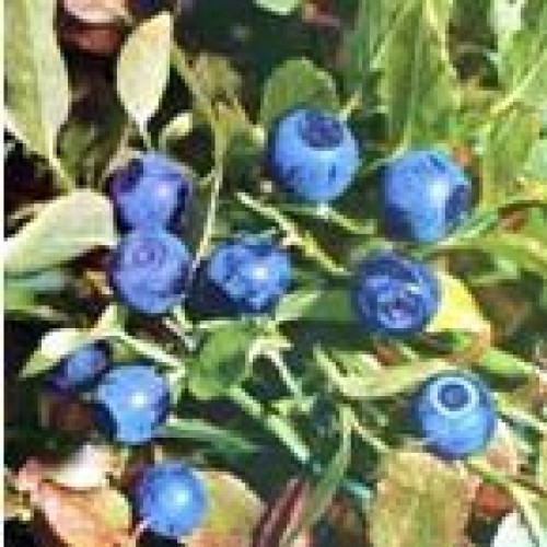 European bilberry p.e