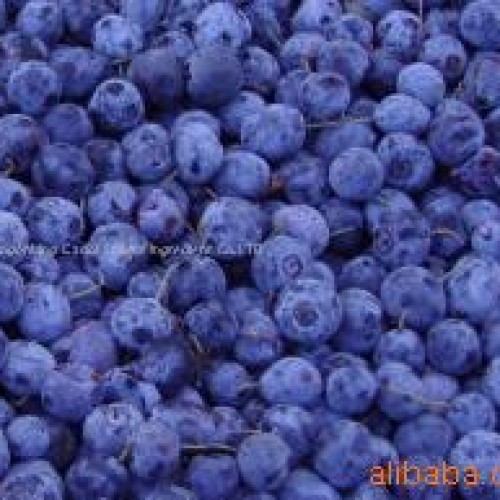Blueberry p.e