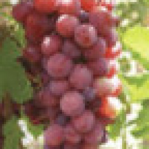 Grape seed p.e