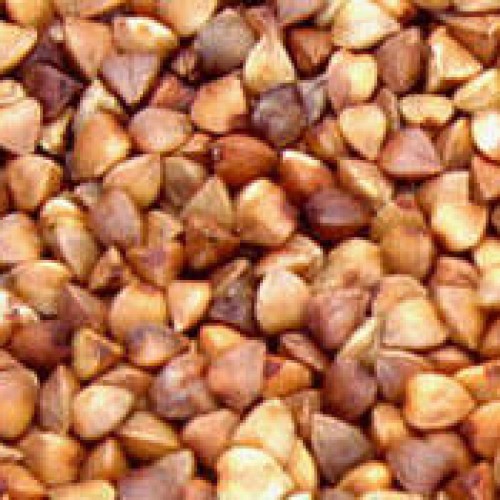 Wild buckwheat rhizome p.e