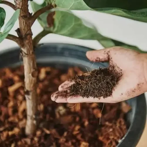 Seeds and Plant Saplings