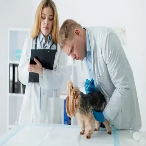 Animal Medicines & Health Care