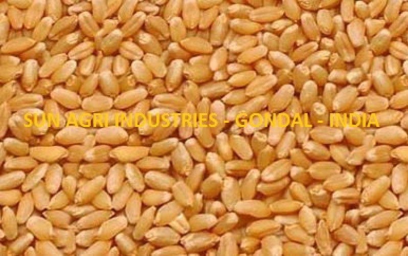 Wheat