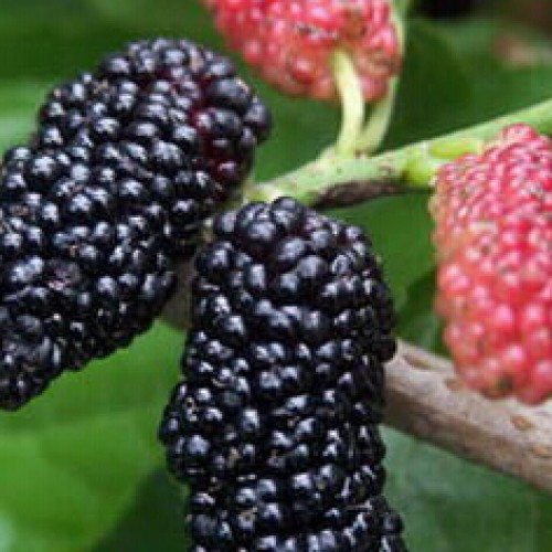 Mulberry extract powder
