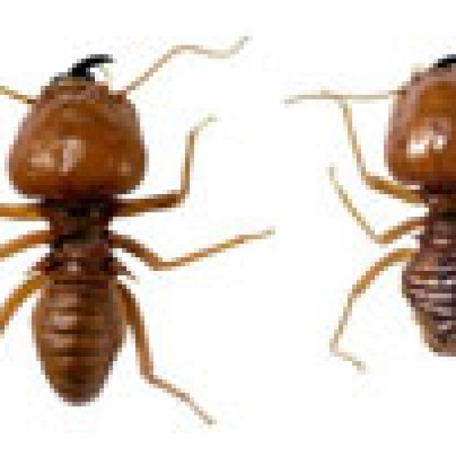 Termite control