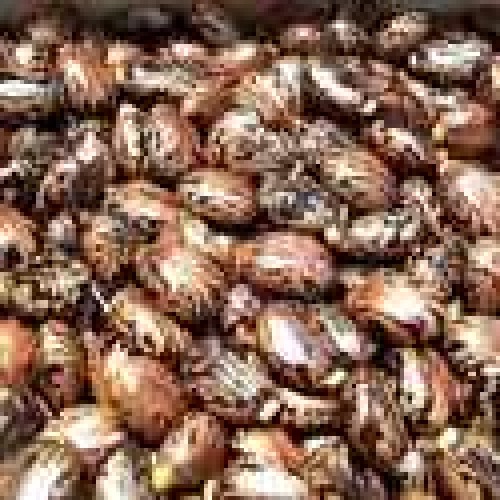 Castor seeds