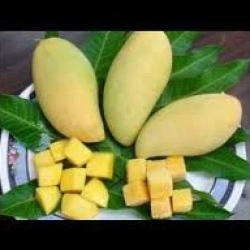 Fresh mangos fruit