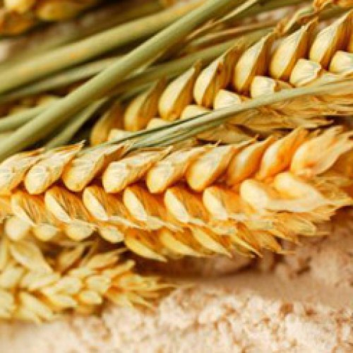 Soft milling wheat 2&3 class