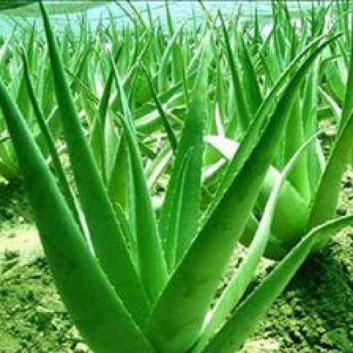 Aloe vera leaf extract