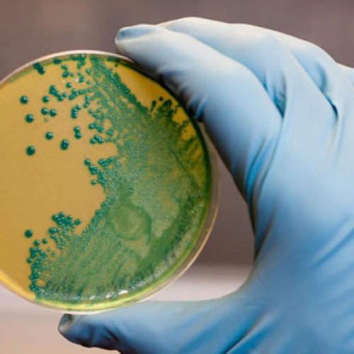 Agar agar - bacteriological grade