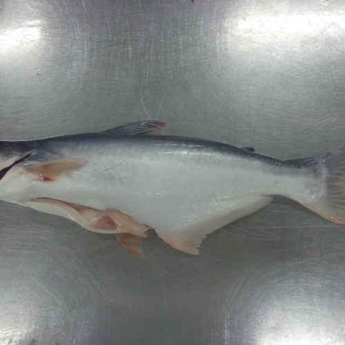 Pangasius whole round fish