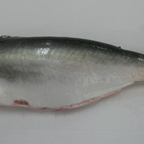 Pangasius hgt