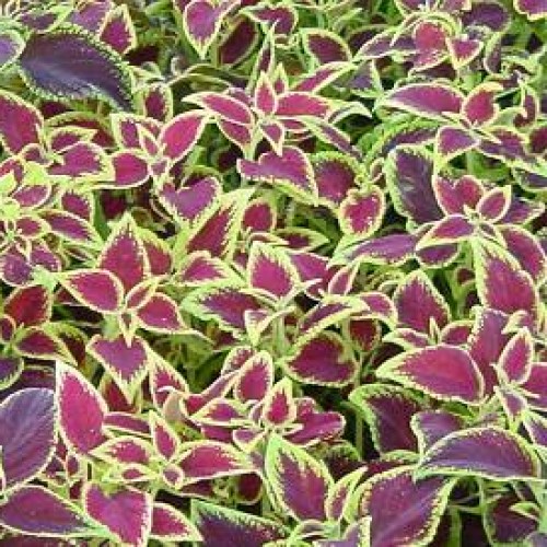 Coleus forskohlii extract (forskolin 10-95%)