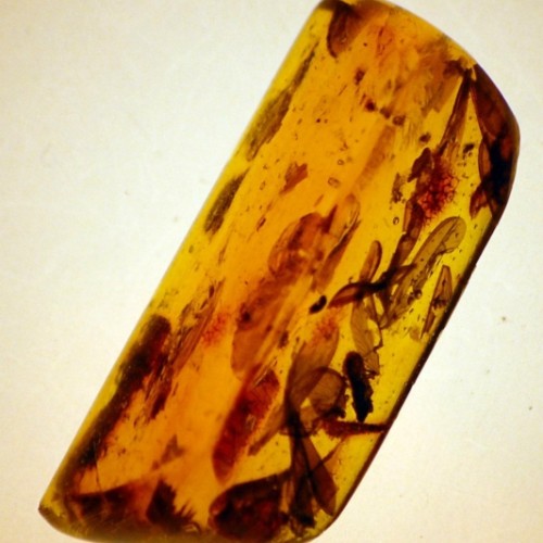 Copal amber