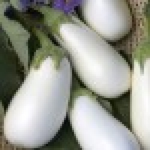 Fresh eggplant (white)