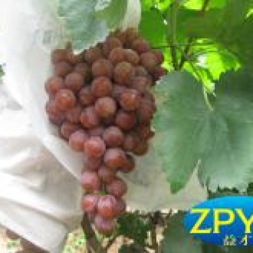 Fresh red globe grape