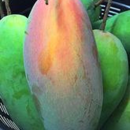 Fresh mango good quality competitive price