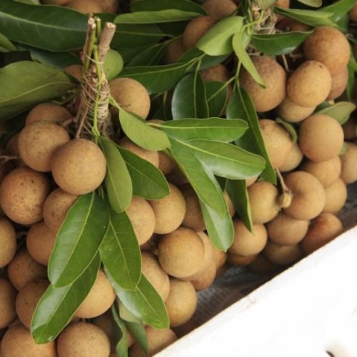 Fresh longan