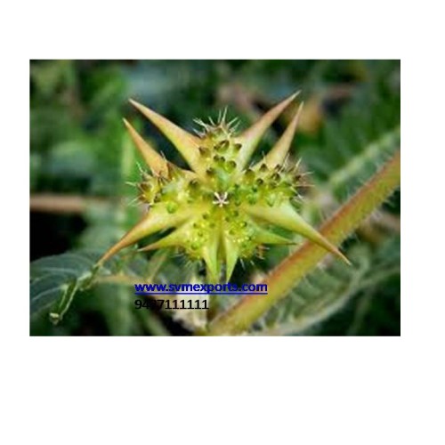 Part of the tribulus terrestris