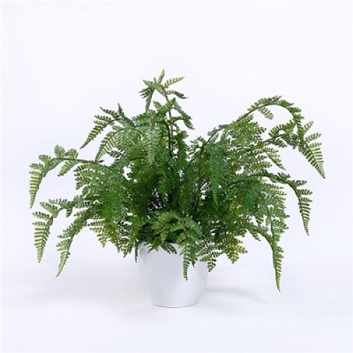 Artificial fern plants