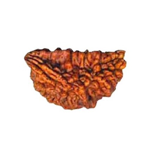 Rudraksha