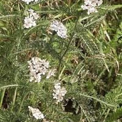 Achillea millefolium essential oil