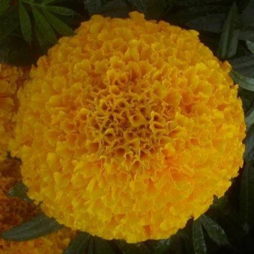 marigold seed