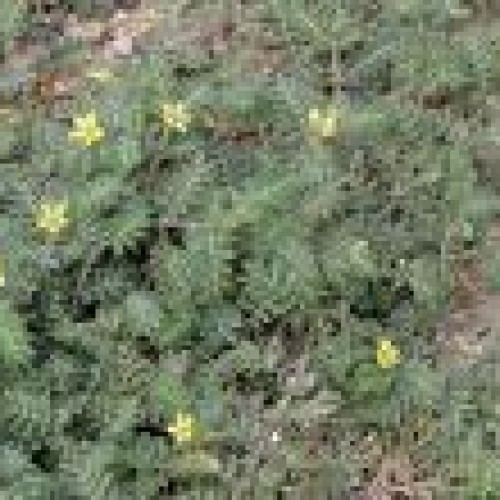 Tribulus terrestris p.e.