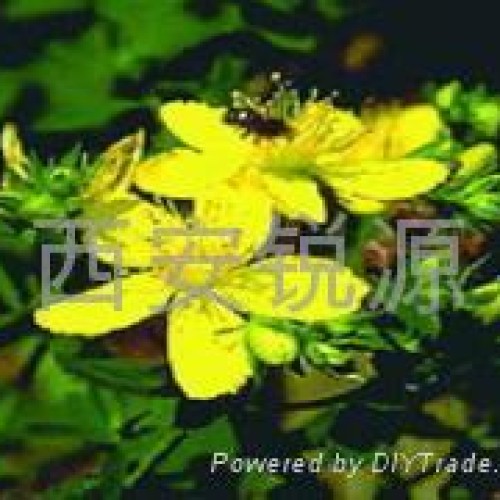 St.johns wort p.e.