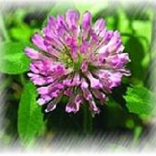 Red clover extract