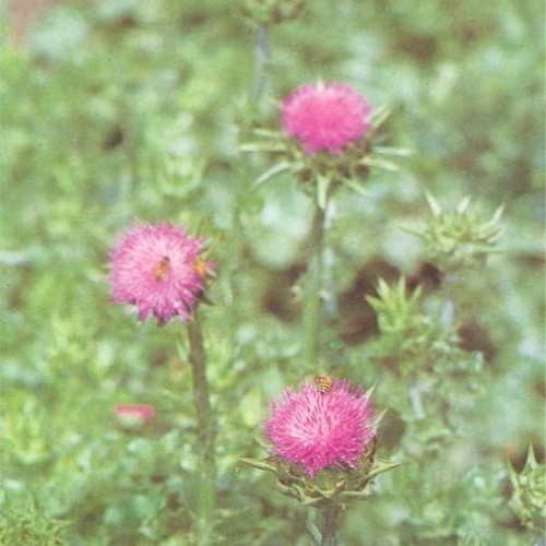 Milk thistle extract