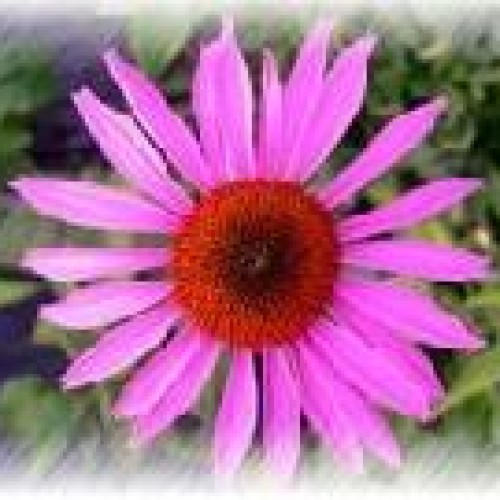 Echinacea herb p.e.