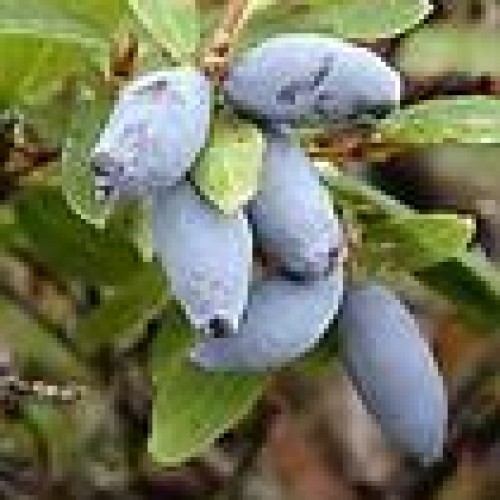 Lonicera edulis extract